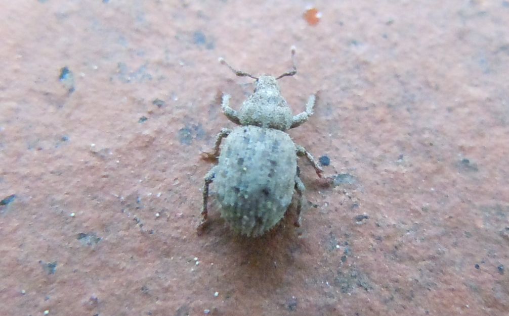 Piccolo coleottero - Trachyphloeus sp. (Curculionidae)